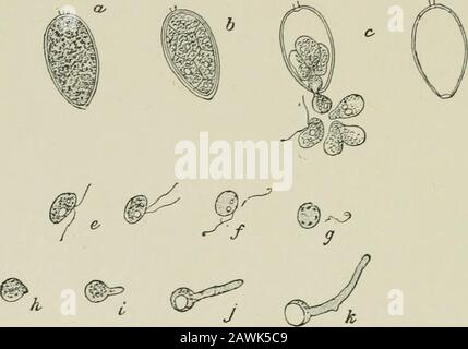 Introduction à l'étude des champignons : leur organographie, leur classification et leur distribution pour l'utilisation des collectionneurs . l'action saine des feuilles. Notre maladie de la vigne la plus commune, qui attaque les feuilles et les fruits, est de caractère actuel, bien que seule la condition conidiale soit connue avec précision. Les vrais parasites endophytes sont plus variés dans leur caractère, et se composent principalement des moisissures pourries — Champignons qui ont l'habitude et l'apparence des mucedines, mais avec une INTRODUCTION plus de 76 À L'ÉTUDE DE LA fructification complexe DE CHAMPIGNONS. La maladie qui a pendant quelques années attaqué la pomme de terre, et Banque D'Images