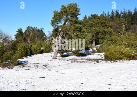 L'Eifel enneigé entre Bergheide et la montagne Hohe Acht Banque D'Images