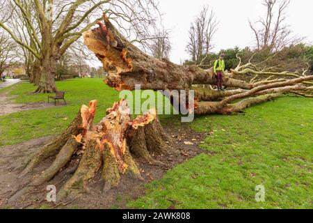 Cambridge, Royaume-Uni. 9 février 2020. Les gens inspectent un arbre d'avion de Londres tombé sur Jésus Green pendant la tempête Ciara. Les arbres sur le chemin de Jésus Lock à Midsummer Common sont présents depuis c1913. Richard Etteridge / Alay Live News Banque D'Images