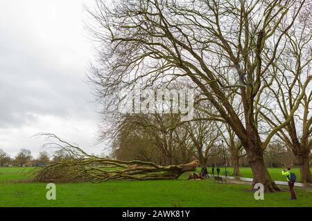 Cambridge, Royaume-Uni. 9 février 2020. Les gens inspectent un arbre d'avion de Londres tombé sur Jésus Green pendant la tempête Ciara. Les arbres sur le chemin de Jésus Lock à Midsummer Common sont présents depuis c1913. Richard Etteridge / Alay Live News Banque D'Images