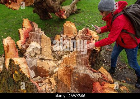 Cambridge, Royaume-Uni. 9 février 2020. Les gens inspectent un arbre d'avion de Londres tombé sur Jésus Green pendant la tempête Ciara. Les arbres sur le chemin de Jésus Lock à Midsummer Common sont présents depuis c1913. Richard Etteridge / Alay Live News Banque D'Images