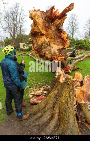 Cambridge, Royaume-Uni. 9 février 2020. Les gens inspectent un arbre d'avion de Londres tombé sur Jésus Green pendant la tempête Ciara. Les arbres sur le chemin de Jésus Lock à Midsummer Common sont présents depuis c1913. Richard Etteridge / Alay Live News Banque D'Images