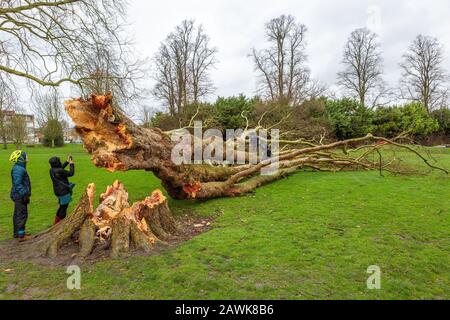 Cambridge, Royaume-Uni. 9 février 2020. Les gens inspectent un arbre d'avion de Londres tombé sur Jésus Green pendant la tempête Ciara. Les arbres sur le chemin de Jésus Lock à Midsummer Common sont présents depuis c1913. Richard Etteridge / Alay Live News Banque D'Images