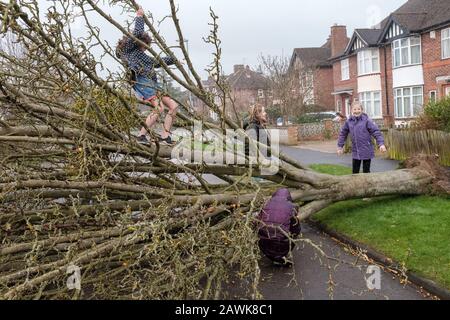 Cambridge, Royaume-Uni. 9 février 2020. Les enfants jouent sur un arbre tombé qui bloque la route à Cambridge, au Royaume-Uni pendant la tempête Ciara. Richard Etteridge / Alay Live News Banque D'Images