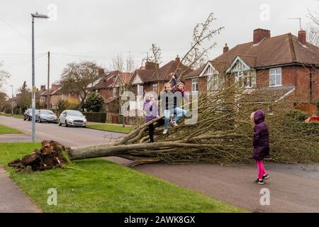 Cambridge, Royaume-Uni. 9 février 2020. Les enfants jouent sur un arbre tombé qui bloque la route à Cambridge, au Royaume-Uni pendant la tempête Ciara. Richard Etteridge / Alay Live News Banque D'Images