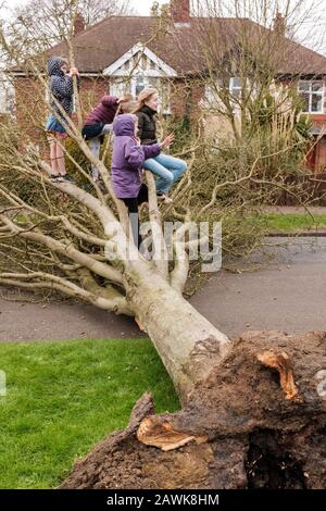 Cambridge, Royaume-Uni. 9 février 2020. Les enfants jouent sur un arbre tombé qui bloque la route à Cambridge, au Royaume-Uni pendant la tempête Ciara. Richard Etteridge / Alay Live News Banque D'Images