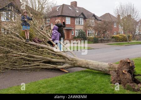 Cambridge, Royaume-Uni. 9 février 2020. Les enfants jouent sur un arbre tombé qui bloque la route à Cambridge, au Royaume-Uni pendant la tempête Ciara. Richard Etteridge / Alay Live News Banque D'Images