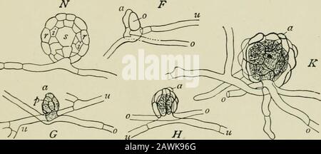 Introduction à l'étude des champignons : leur organographie, leur classification et leur distribution pour l'utilisation des collectionneurs . après la manière de l'oospherein Fucus. Il est également indiqué que, dans de nombreux cas, le cystidiafall de l'hyménium, et en compagnie des spores, et que c'est sur la terre humide que la fécondation est gener-FERTILZA TION 55 effectuée de manière alliée. La dernière observation, si elle est vérifiée, est étrange, car les spores, lorsqu'elles sont tombées, doivent être considérées comme fullymûres; il semble être plutôt une anomalie qu'un maturefruit doit être fécondé, plutôt que lorsqu'il est dans un immaturec Banque D'Images