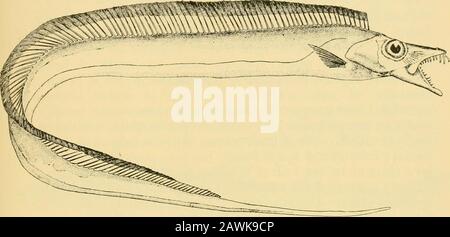 Rapport biologique marin pour l'exercice terminé ..et la moitié de l'exercice se terminant .. . l de Mullet pris dans un filet de seine—un fait notquite en accord avec ses prétendues habitudes en haute mer. Il n'a pas de nom local ici, comme on peut s'y attendre de sa rareté, et nous avons adopté le nom populaire américain de Snake Mackerel. La queue De Cheveux {Trichiurus haumela). Dans ses caractéristiques générales, ce poisson est similaire aux membres de la famille qui précèdent, mais au lieu d'avoir une caudalfin normale, le corps s'éloigne d'un point de cheveux fin, et la différence qui a fait que certains ichyologues le séparent des autres. Ça Banque D'Images