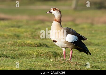 Oie égyptienne (Alopochen aegyptiaca), oiseau mâle, Royaume-Uni Banque D'Images