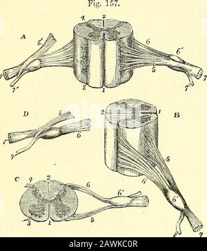Les éléments de l'anatomie de Quain . ter case, plus-au-dessus, les différentes racines d'un mayonneux nerveux diffèrent non seulement des cha-racters et des connexions anatomiques inthéh, mais aussi en fonction, ainsi que l'exépéphfiedin des nerfs spinaux, chacun se produit par deux racines, un antéro et un postérieur— le premier contenant les fibres du moteur du nerf, le dernier le sensoriel. Les fibres d'un nerf peuvent être tracées à une certaine profondeur dans la substancedu cerveau ou de la moelle épinière, et par conséquent le terme apparent ou superficicialorigine a été employé pour indiquer l'endroit où la racine d'une nerveest attachée à la surface, afin de di Banque D'Images