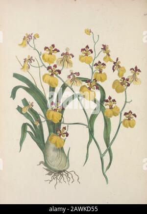 L'armoire florale et le magazine de botanique exotique. Notre, composé de 7 projections tubérculaires, dont le centre est le plus important. Colonne 182 ONCIDIUM ORNITHORYNCHUM. Repliée vers l'arrière à l'apex, près duquel sont placées 2 ailes dentées verticales/entre elles ont vu une projection de la colonne, qui, avec l'anthère supertitulaire, présente un fort resem-blance à la tête et au bec d'un oiseau. | C'est une espèce élégante et intéressante d'Oncidium, dont les fleurs, en plus de la délicatesse et de la peifciarité de leur couleur, sont encore plus désicaleon compte de leur parfum, whi Banque D'Images