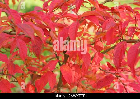 Steartia pseudocamellia. Feuilles de cuivre et de rouge distinctives de camellia à feuilles caduques en automne. ROYAUME-UNI. Banque D'Images