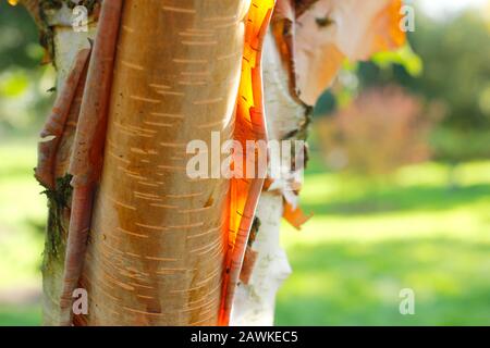 Betula utilis ‘Mo Luoji’. Feuilles translucides d'écorce de bouleau himalayenne pelée, photopéry et or à la fin de l'automne soleil. ROYAUME-UNI Banque D'Images