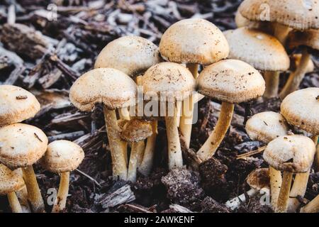 Un groupe de champignons de Mulch Mesds (Leratiomyces percevii) qui poussent sur le sol de la forêt Banque D'Images