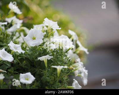 Petunia Easy wave couleur blanc fleur magnifique sur fond flou de la nature Banque D'Images