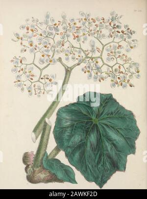 L'armoire florale et le magazine de botanique exotique . e cité, sera-t-il d'accord. Nous avons donc considéré qu'il s'agit d'une espèce distincte, et du smellode très agréable de l'inflorescence, qui ressemble beaucoup à celle de l'orris-racine florentine, weave lui a donné le nom spécifique suaveolens. Notre dessin a été réalisé à partir d'un plantin la collection de la Birmingham Botanical and Horticultural Society. ITIS, originaire du Brésil, et a été reçu de ce pays par l'intermédiaire de la bonté OFE. W. Fry, Esq., à qui l'établissement ci-dessus est profondément endetté pour les importations de plantes à divers moments Banque D'Images