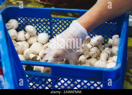 Un mangeur d'aliments avec gant en latex ramassant les champignons blancs à l'aide d'une caisse en plastique Banque D'Images