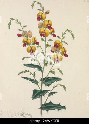 L'armoire florale et le magazine de botanique exotique . y le besoin d'un lobe de dent-comme au bord du théinner des fleurs de la radiographie, et par la forme des feuilles de chou-fleur. Il doit être conservé pendant l'hiver dans un cadre froid, ou dans la serre, et transplanté dans le sol ouvert en mai. Il fleurit tard en automne. A partir de l'apparence des racines, il est probable qu'elles puissent être préservées, likeDahlia et Mirabilis racines, en étant labouées à sec dans une cave ; mais il est, présent, trop tôt pour essayer l'expérience. Il ne peut être augmenté, probablement, que les graines secondaires, qui peuvent être assurées par imprégnation s Banque D'Images