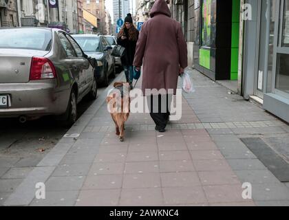 Serbie, 7 février 2020: Femme marchant chien sur la rue Svetogorska à Belgrade Banque D'Images