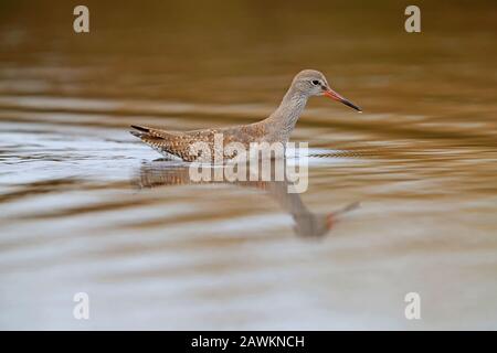 Jeunes Redshank (Tringa totanus) nageant dans une piscine sur l'île de St Mary's, Iles of Scilly, Royaume-Uni Banque D'Images