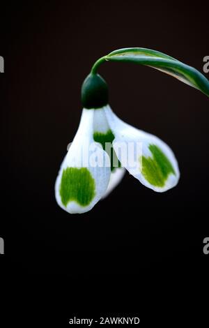 Morceaux de Galanthus de huit, bonde de neige hybride de croissant, marquages verts, croissant, bonde neige, gouttes de neige, ressort, fleur, fleurs, RM Floral Banque D'Images