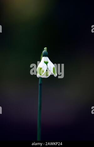 Morceaux de Galanthus de huit, bonde de neige hybride de croissant, marquages verts, croissant, bonde neige, gouttes de neige, ressort, fleur, fleurs, RM Floral Banque D'Images