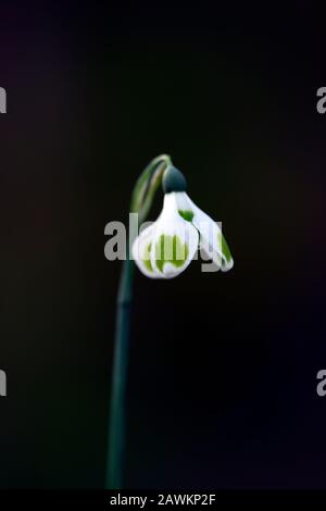 Morceaux de Galanthus de huit, bonde de neige hybride de croissant, marquages verts, croissant, bonde neige, gouttes de neige, ressort, fleur, fleurs, RM Floral Banque D'Images