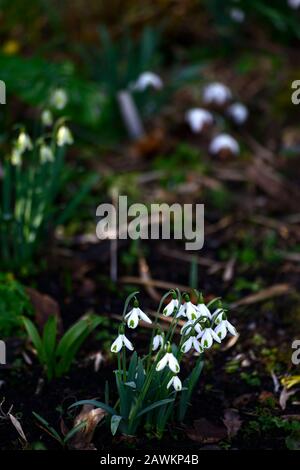 Touffes Galanthus,Snowdrop hybride de croissant,marquages verts,croissant,Snowdrop,gouttes de neige,printemps,fleur,fleurs,RM Floral Banque D'Images