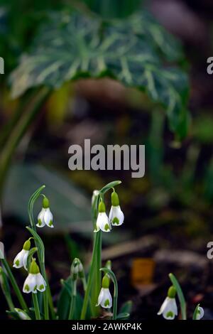 Gymlet Galanthus plicatus,chute de neige hybride viriscent,inscriptions vertes,virescent,Snowdrop,chutes de neige,printemps,fleur,fleurs,RM Floral Banque D'Images