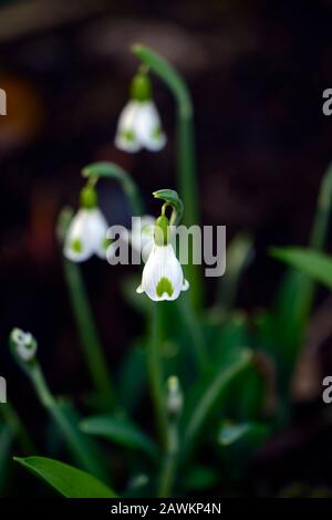 galanthus plicatus trymlet,bonde de neige hybride de croissant,marquages verts,croissant,Snowdrop,gouttes de neige,printemps,fleur,fleurs,RM Floral Banque D'Images