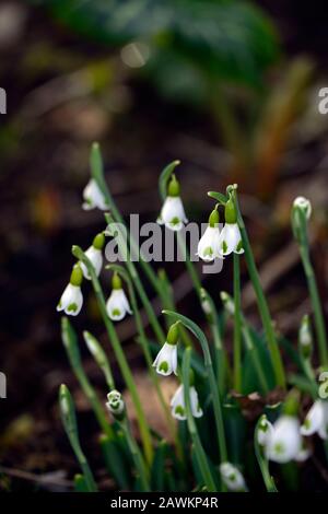 Gymlet Galanthus plicatus,chute de neige hybride viriscent,inscriptions vertes,virescent,Snowdrop,chutes de neige,printemps,fleur,fleurs,RM Floral Banque D'Images