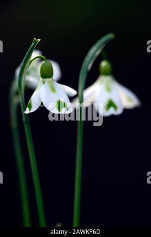 Galanthus Veronica Cross,chutes de neige virescent,chutes de neige,chutes de neige,printemps,fleur,fleurs,floraison,blanc,marquage vert,marquages,marqués,marque,RM Floral Banque D'Images