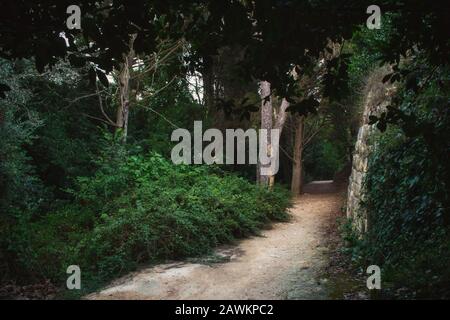 Sentier menant à travers la forêt dans une végétation dense Banque D'Images