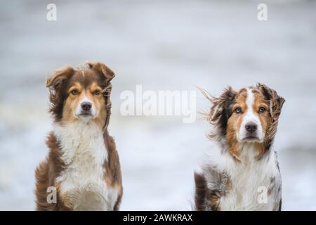 Wilhelmshaven, Allemagne. 9 février 2020. Les deux Berger australien, Pepper (l) et Emma, sont sur la plage de la mer du Nord de Wilhelmshaven pendant la dépression de tempête 'Stabine'. Crédit: Mohssen Assanimoghaddam/Dpa/Alay Live News Banque D'Images