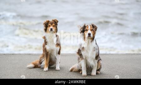 Wilhelmshaven, Allemagne. 9 février 2020. Les deux Berger australien, Pepper (l) et Emma, sont sur la plage de la mer du Nord de Wilhelmshaven pendant la dépression de tempête 'Stabine'. Crédit: Mohssen Assanimoghaddam/Dpa/Alay Live News Banque D'Images