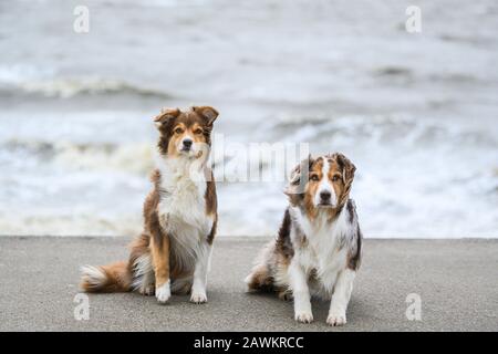 Wilhelmshaven, Allemagne. 9 février 2020. Les deux Berger australien, Pepper (l) et Emma, sont sur la plage de la mer du Nord de Wilhelmshaven pendant la dépression de tempête 'Stabine'. Crédit: Mohssen Assanimoghaddam/Dpa/Alay Live News Banque D'Images