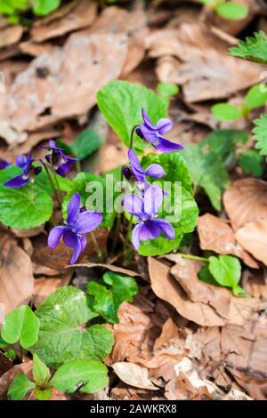 Viola odorata poussant dans la forêt au printemps. Communément connu sous le nom de bois de violette, violette odorante, violette, violette anglais commun, magasin de fleurs violet, violet ou le jardin Banque D'Images