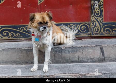 Portrait d'un chien mongrel avec surpiqûre. Son visage semble sombre et malheureux. Pieds avant étirés. Fourrure blanche et noire. Capututred dans les rues de Lhasa Banque D'Images