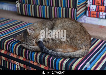 Chat brun dormant sur un oreiller dans un magasin dans les rues de Tibétains capitale Lhassa. Elle se détend en position déployée. Banque D'Images