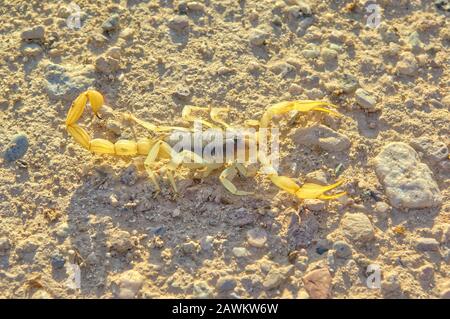 Un Scorpion à queue géante originaire de l'Arizona s'étirait tôt le matin au soleil. Banque D'Images