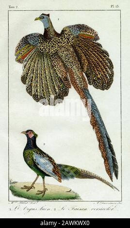 Deux faisans mâles, le grand argus ou l'argus luen (Argusianus argus) et le faisan vert ou le faisan versicolor (Phasianus versicolor). Gravure réalisée dans les années 1800 pour les œuvres complètes de Buffon, augmentées par M.F. Cuvier, publiées en 29 volumes de 1829 à 1832. Ces « œuvres complètes » apportèrent aux nouvelles générations les écrits influents du siècle précédent de Georges-Louis Leclerc, comte de Buffon (1707-1788), sur l’histoire naturelle. La gravure de cette image a été créée à partir d’un dessin de Madame C. Pillot, épouse de l’éditeur parisien des « œuvres complètes », F d Pillot. Banque D'Images