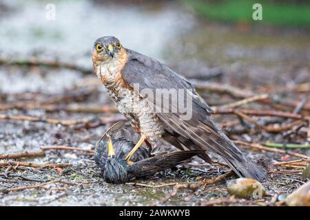 Malgré les conditions météorologiques horribles de Storm Ciara aujourd'hui, ce Sparrowhawk a réussi à descendre avec succès et à attraper un Starling dans le jardin des photographes à East Sussex, Royaume-Uni. Banque D'Images