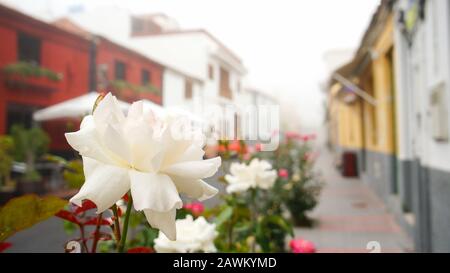 Village de Vilaflor, Tenerife, îles Canaries, Espagne. . Vilaflor, d'une altitude de 1 400 m, est le village le plus élevé de Tenerife, situé au sud du Tei Banque D'Images