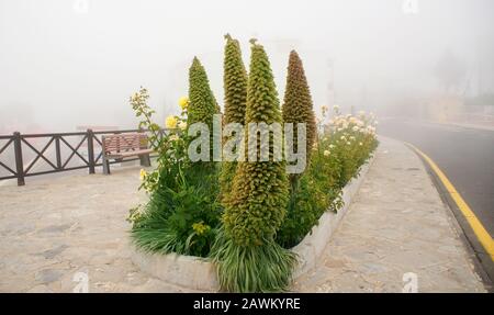 Village de Vilaflor, Tenerife, îles Canaries, Espagne. . Vilaflor, d'une altitude de 1 400 m, est le village le plus élevé de Tenerife, situé au sud du Tei Banque D'Images