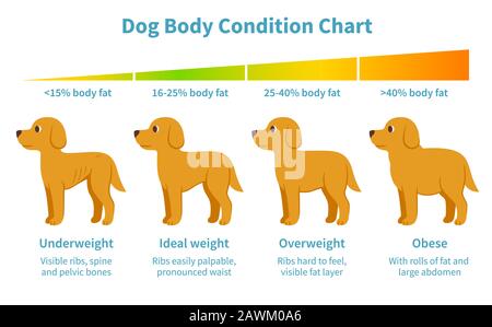 Tableau des conditions du corps du chien. Indice de graisse corporelle pour le poids insuffisant, le surpoids, l'obésité et le poids idéal chez les chiens. Santé canine, illustrati infographie vétérinaire Illustration de Vecteur