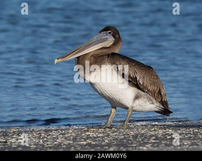 Pélican brun, Pelecanus occidentalis, oiseau juvénile unique par eau, Baja California, Mexique, janvier 2020 Banque D'Images