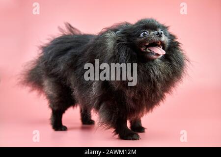 Chiot noir Spitz de Pomeranian. Joli chien Spitz moelleux sur fond rose. Petit chien Dwarf-Spitz, idéal pour les familles, avec une langue qui s'accroche. Banque D'Images