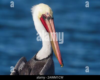 Pélican brun, Pelecanus occidentalis, tir à la tête d'oiseau unique, Baja California, Mexique, janvier 2020 Banque D'Images