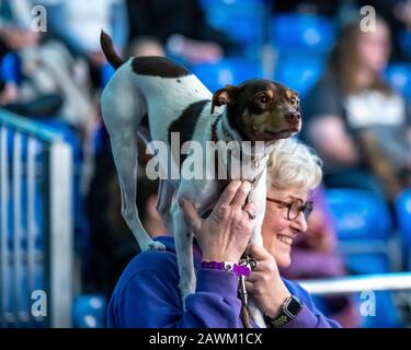 New York, États-Unis. 8 février 2020. Deborah Stevenson de Sparta, New Jersey détient son Rat Terrier 'Ferris B.' alors qu'ils attendent leur tour de participer au championnat d'agilité Masters du Westminster Kennel Club Dog Show à New York. Crédit: Enrique Shore/Alay Live News Banque D'Images